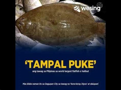 tampal puki